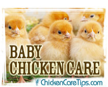 Baby Chicken Care