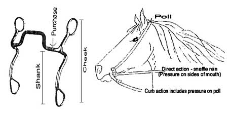 bit and bridle
