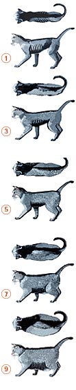 Cat weights image