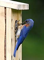 Dingel Bluebird