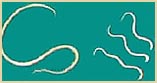 Hookworm