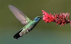 Hummingbird