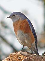 Dingel Bluebird